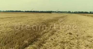 黄穗小麦在风中摇摆，小麦成熟穗的背景场，收获，小麦在田间生长，空中生长